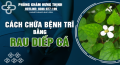 Mách bạn cách chữa bệnh trĩ bằng rau diếp cá an toàn